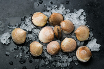 shells on a black background