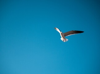Obraz premium Seagull flying in the blue sky