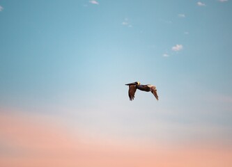 Pelican flying in the blue sky