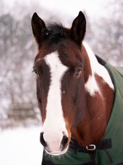 Obraz premium Brown and white horse in the snow