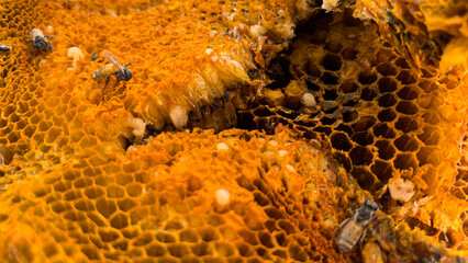 Wild bees sucking nectar from the hive. Bee larvae. Honey. Honeycomb.