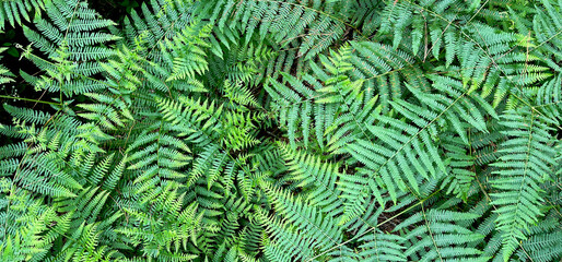 Fern leaves filling the entire field of the photo