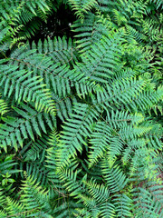 Fern leaves filling the entire field of the photo