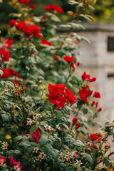 Fototapeta premium Red Garden Roses
