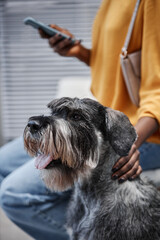 Vertical side view portrait of silver standard schnauzer dog with tongue hanging out and female African American pet owner using phone in vet clinic waiting room, copy space