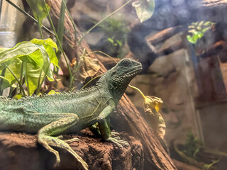 Big green iguana or lizard  on rope perch on stone. Wild animal, reptail
