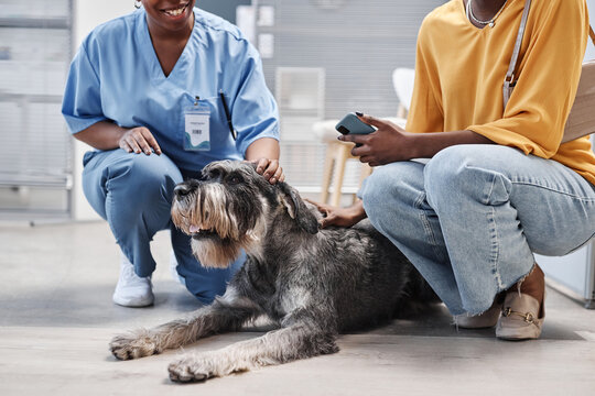 Cropped shot of unrecognizable female veterinarian and pet owner of African American ethnicity sitting on squats near salt-and-pepper schnauzer dog lying on floor in vet clinic waiting room