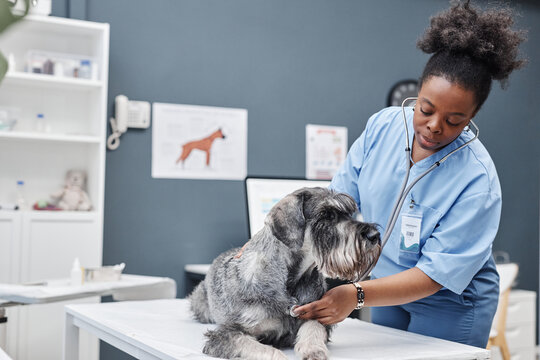 Shot of gray schnauzer lying on examination table while female African American veterinarian listening to dogs heart using stethoscope against blue wall in clinic, copy space
