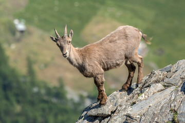 Female alpine ibex (Capra ibex) or wild mountain goat, facing a steep cliff on a sunny summer day in the Italian Alps on blurred valley background, Piedmont, Monviso natural Park. Horizontal.