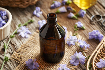 Dark brown bottle of herbal tincture with fresh chicory flowers