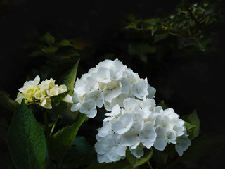 Schöne weiß blühende Hortensien im schattigen Garten im Juli