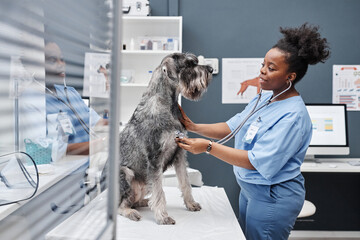Side view shot of young female veterinarian of African American ethnicity