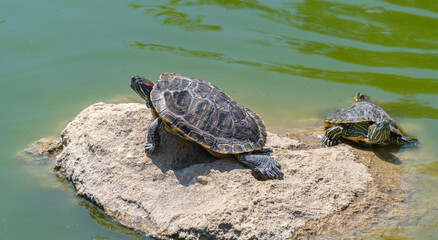 turtles basking and swimming in the sun