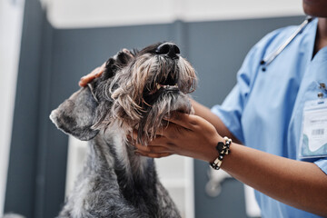 Low-angle shot of schnauzer dogs jaws being examined by female veterinarian of African American ethnicity in vet clinic