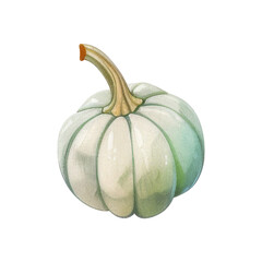 watercolour white pumpkin isolated on white background, autumn vegetable illustration 