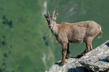 Female alpine ibex (Capra ibex) at the edge of a precipice, looking into camera, against blurred valley background, Alps Mountains, Italy. Horizontal, Wild mountain goat.