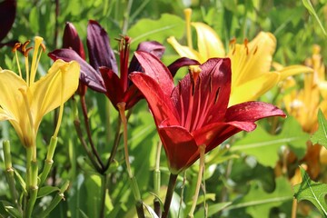two kinds of Daylilies in the City garden