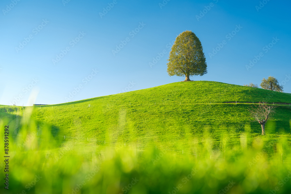 Canvas Prints nature. soft sunlight over a meadow. a tree on top of a hill. fresh and lush grass in a field. a nat