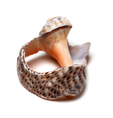 Broken shell from rapana on white background