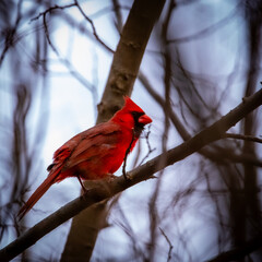 cardinal on a branch