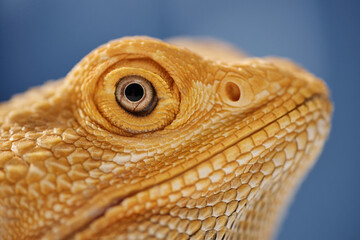 Side view extreme close up of bearded dragon of bright yellow color with open eye and