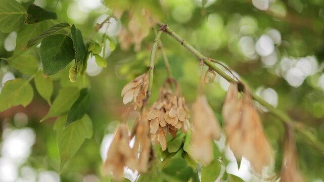 
The video showcases green maple seeds hanging from a branch in summer. Sunlight softly filters through the leaves, creating a beautiful bokeh effect in the background.