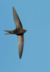 Common Swift (Apus apus) in flight. Bird in flight.