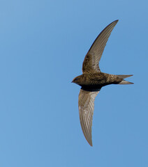 Common Swift (Apus apus) in flight. Bird in flight.