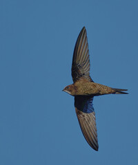 Common Swift (Apus apus) in flight. Bird in flight.