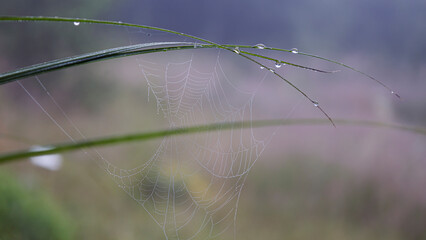 Thin web threads with dew drops