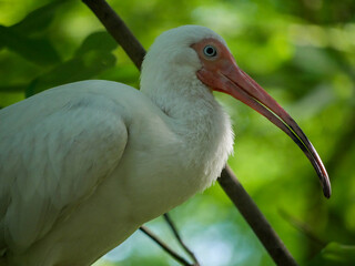 White Bird with Blue Eyes Sitting on Branch