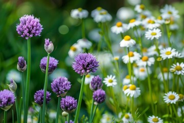 Chives (Allium schoenoprasum) in summer garden with purple blossoms.