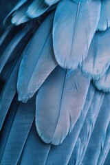 Naklejka premium close-up of a bird's wing, x-ray effect