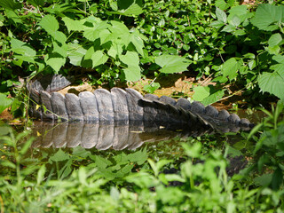 Crocodile Tail Sticking out of Water