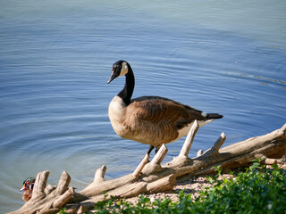 Goose Sitting on Branch Near Water