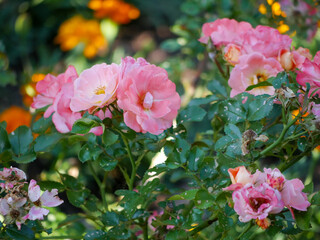 Pink Petal Flower Sticking Out of Bush