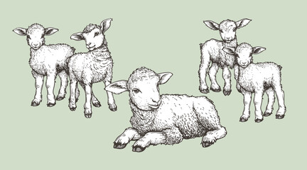 Hand drawn sketch lambs set. Farm animals vintage woodcut engraving style. Vector illustrations collection.