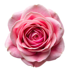 Pink centifolia rose Isolated on white background