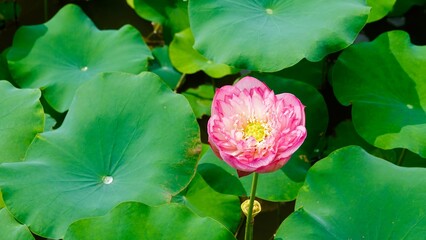 Lotusblumen und Seerosen