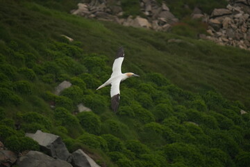 Northern Gannet in flight