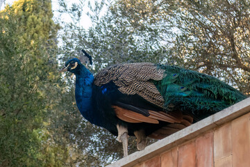 Pavo real 2