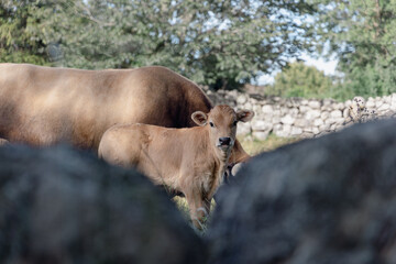 Veau, bébé de la vache