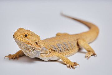 Studio shot of exotic lizard pet of bearded dragon species with sharp claws on toes lying on white background isolated, focus on head and forefoot, copy space