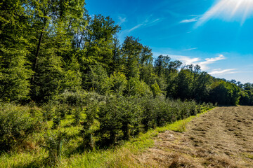 Wiederaufforstung im Mischwald