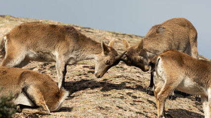 Cabras Montesas en Celo , La Pedriza