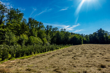 Frisch gemähte große Wiese
