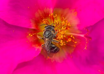 bee on pink flower