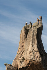 Buitres La Pedriza