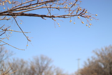 tree branches with a clear sky