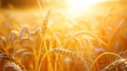 Golden Wheat Field at Sunset